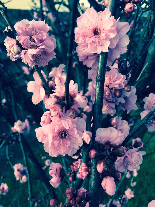 Spring blossoms Aug 5 2014
