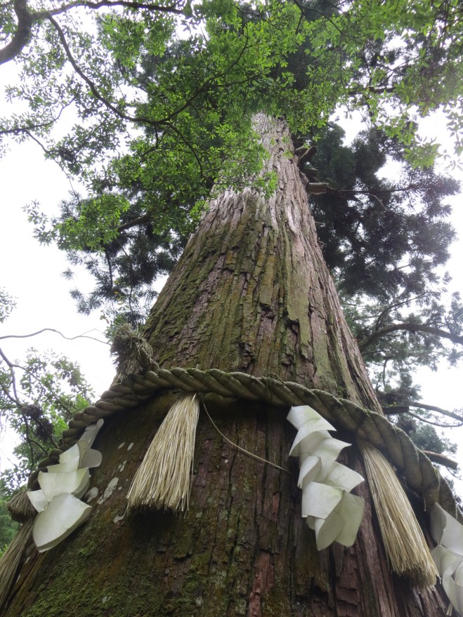 An 800 year old sacred tree with shimenawa and shire at Yuki Shrine, Mt Kurama, NW of Kyoto.