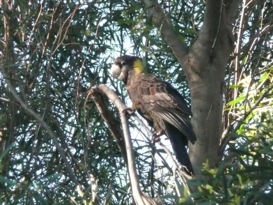 Listen to the voices of living things. Not only does this Yellow-tailed black cockatoo have a wonderful raucous call, you can hear it gnawing away at woody branches and fruits searching for a tasty morsel. Tasmania, Australia.