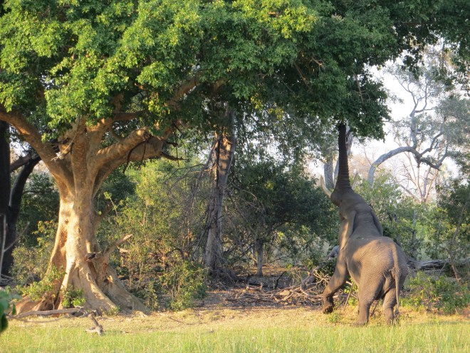Watching this large bull 'ellie' feed from a fig tree in the Okavango delta in Botswana was mesmerising. Carl Safina provides some intimate insights into the life of elephants in his book 'Beyond Words'.