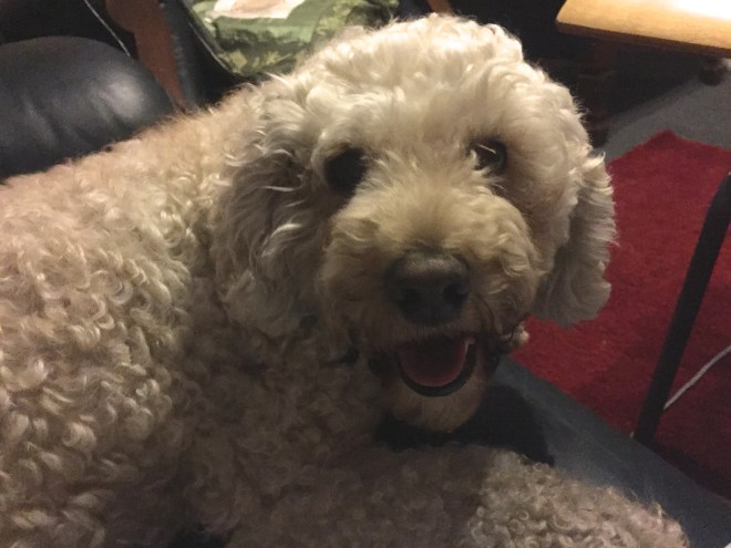 This is Suki, my sister Ruth's dog. I look forward to our 'conversations' each time I visit.