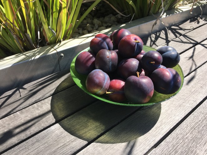 The food we consume, no matter if it is from the bush, a back yard veggie garden, a food stall or a high-class restaurant, has been on an incredible journey. Each sip or bite represents the elements that went into producing the food. The earth (soil), water, air and fire (sunlight) that bought it to life. The spirit that transformed it into something more. These delicious plums were lovingly grown by my father-in-laws